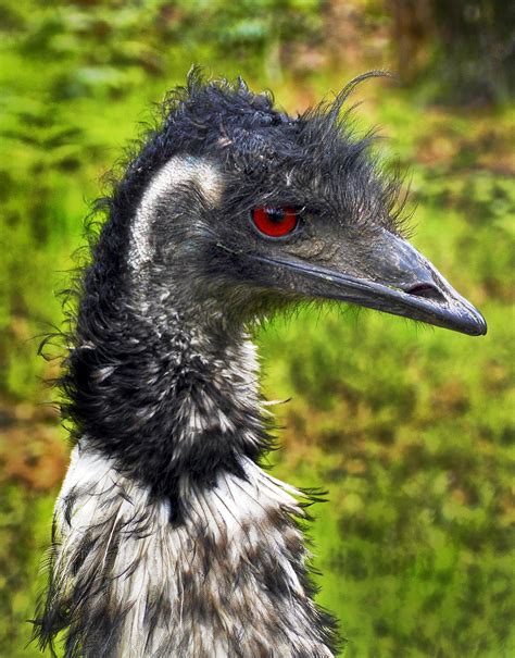 Edit Free Photo Of Rhea Birdflightless Birdportraitrhea Americana