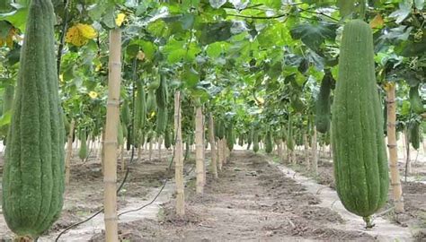 C Mo Cultivar Luffa Esponjas Vegetales Para El Aseo Y Limpieza