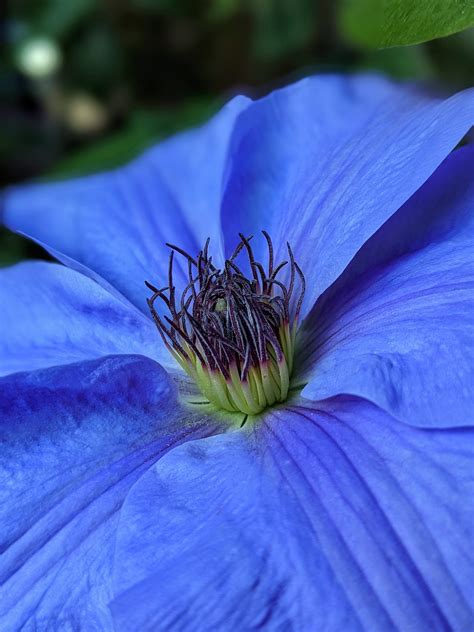 Bloem Plantkunde Clematis Gratis Foto Op Pixabay Pixabay