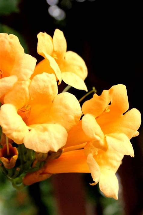 25 Rare Perennial Yellow Trumpet Vine Seeds Etsy