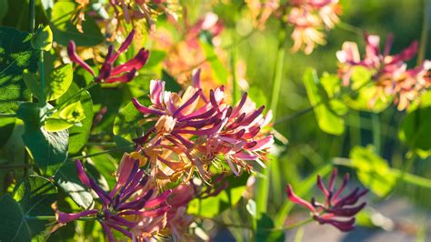 Pruning honeysuckle: simple tips for tidying up these plants | Gardeningetc