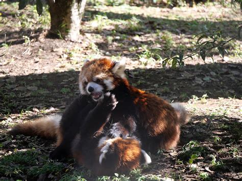 羽村市動物公園 レサパン ラテとソラ アル