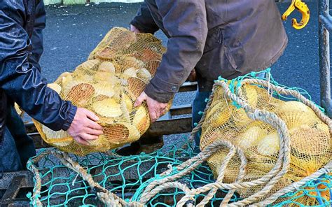 Coquille des Glénan Ouverture le 7 décembre Le Télégramme