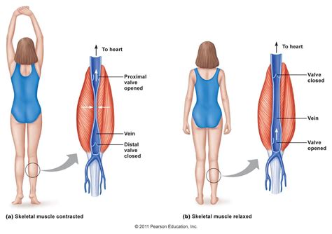 How Veins Help Muscle Contracts Muscular System Medical Textbooks Anatomy And Physiology