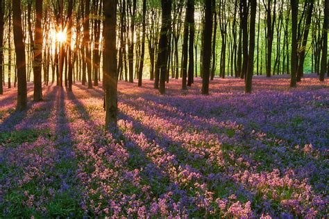 Evening photo: Bluebells in England – Blazing Cat Fur