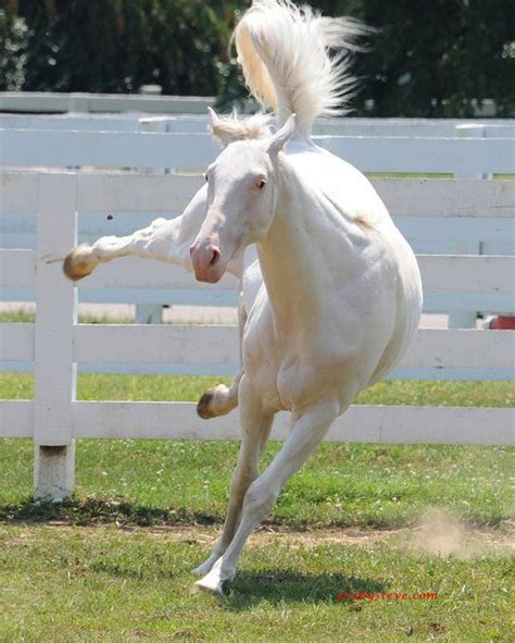 รายการ 96 ภาพ แปล เพลง White Horse ครบถ้วน