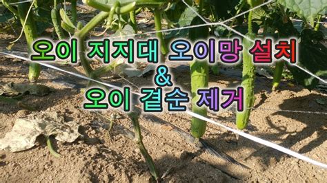 오이 곁순제거 방법 And 오이 지지대 오이망 설치 Youtube