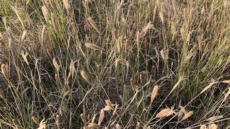 Collaborative Weed Control A Winner Against Feathertop Rhodes Grass