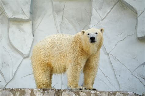 ホッキョクグマのフブキを大運動場でも公開します新着のお知らせ東山動植物園