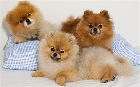 18 Pomeranian Hd Wallpapers Backgrounds Wallpaper Abyss