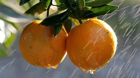 Two Oranges Hanging From A Tree In The Rain