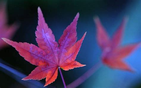 Macro Nature Leaves Wallpapers Hd Desktop And Mobile Backgrounds