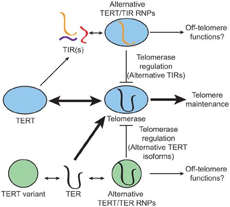 Frontiers Evolution Of Tert Interacting Lncrnas Expanding The