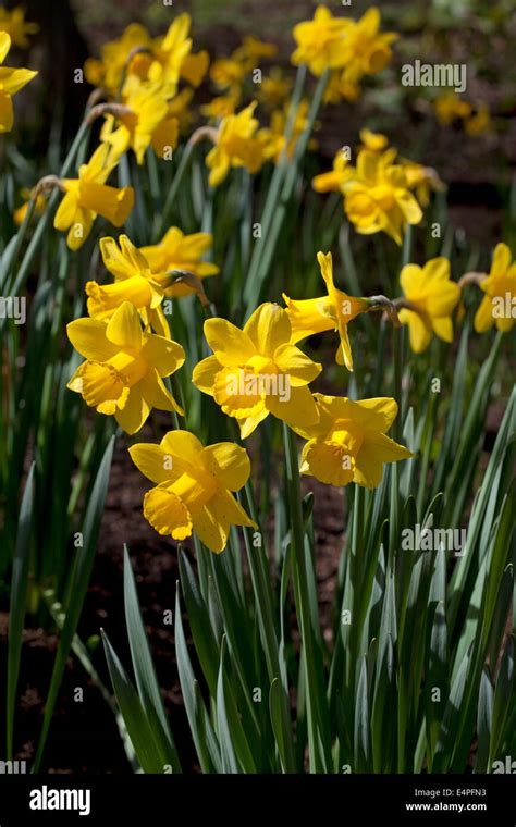 Narcissus Peeping Tom Stock Photo Alamy