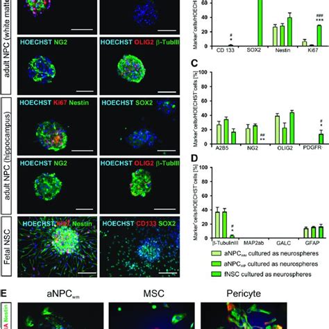 Characterization Of Multipotent Adult Neural Progenitor Cells Anpc