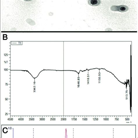 Photographs Show Morphological And Structural Characterization Of