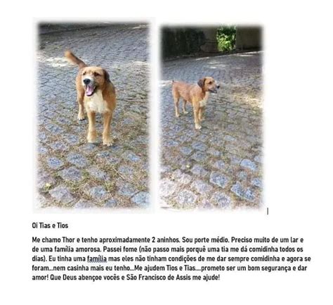 Ado O De Cachorro Rio De Janeiro Rj Thor Anos Ra A Srd