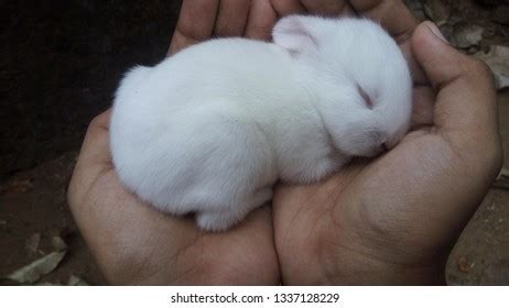 Baby Bunny Rabbits Sleeping