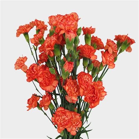 Orange Mini Carnation Flowers Wholesale Blooms By The Box