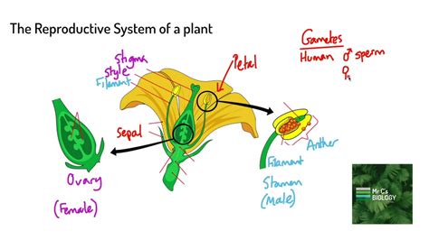 What Do You Call The Reproductive Organ Of A Plant At Charlotte Reyna Blog