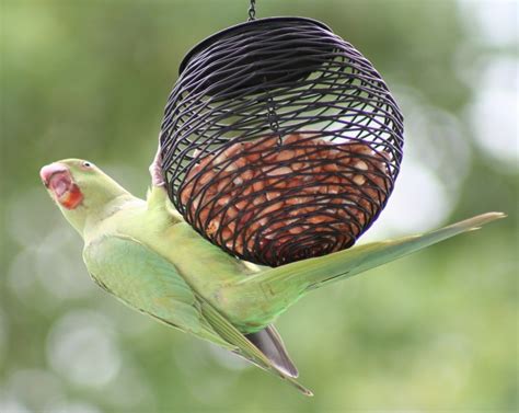 Parakeets | Brookfield Mansions Freehold Ltd