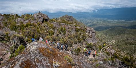 The Fauna and Flora of Mount Kilimanjaro | Discover Africa Safaris