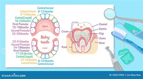 Baby tooth chart stock illustration. Illustration of gums - 103513950