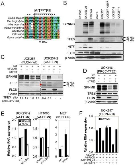 GPNMB Expression Was Regulated Positively By TFE3 And Negatively By