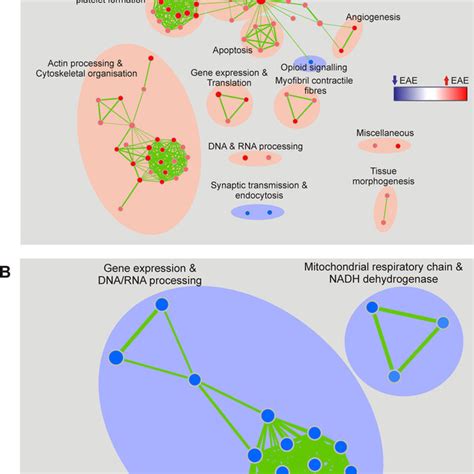 Diagrammatic Representation Of The Quantitative Proteomics Results