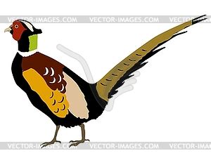 Pheasant Vector At Vectorified Collection Of Pheasant Vector Free