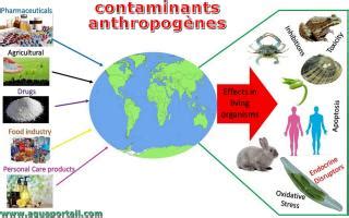 Anthropomorphisme D Finition Et Explications