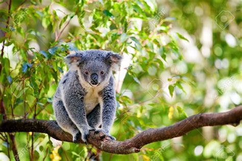 Descubre Las Curiosidades M S Sorprendentes Del Koala Para Ni Os