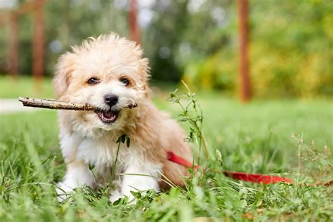 Teacup Maltipoo: Facts About This Miniature Hybrid