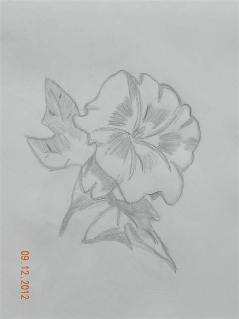 Art: Pencil Drawings - Flowers