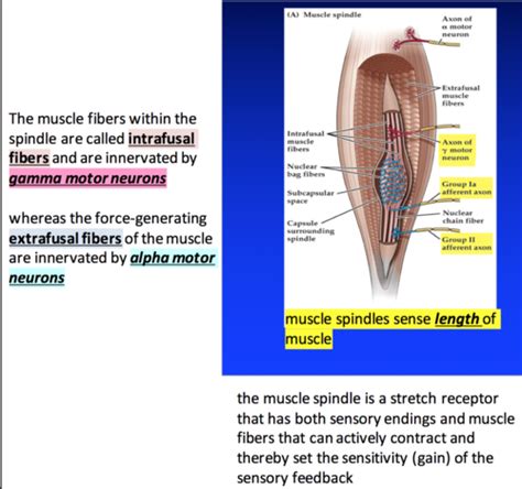 Somatosensory Part 2 Flashcards Quizlet