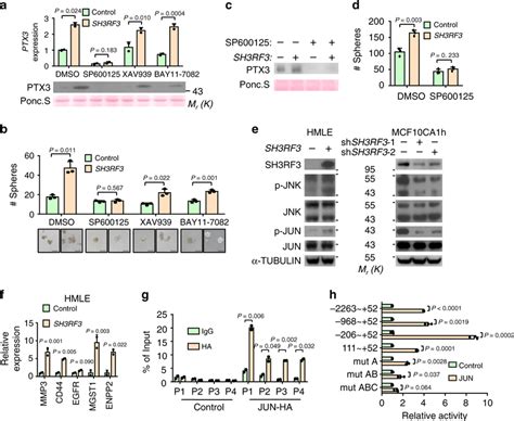 Sh3rf3 Enhances Ptx3 Expression Through Jnk Jun Pathway A Bptx3 Download Scientific Diagram