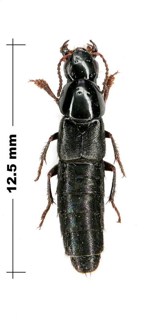 R F Insecta Coleoptera Staphylinidae Quedius Raphirus