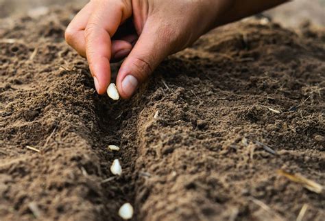 Oui On Peut Encore Semer Fin Ao T Au Potager L Gumes Inratables