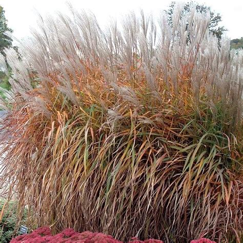 Purple Eulalia In 2021 Ornamental Grasses Plants Perennial Grasses