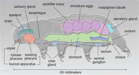 Tardigrade Anatomy