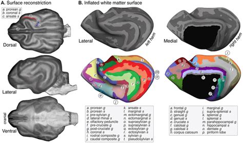 Dog Brain Facts, Structure, Anatomy √ DOGICA®