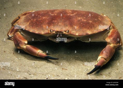 Cancer Pagurus Underwater Hi Res Stock Photography And Images Alamy