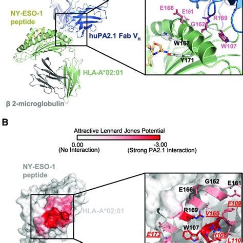 Crystal Structure Of The Humanized Pa21 Fab And A02 Ny Eso 1v Pmhc