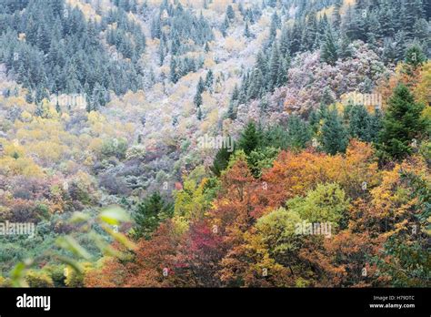 Autumn foliage at Jiuzhaigou National Park in Sichuan province, China ...