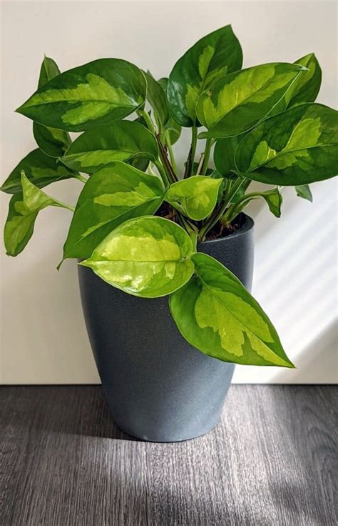 Epipremnum Aureum Care Tips How To Grow Indoor Pothos Plant