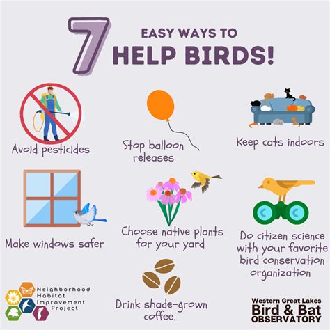 7 Easy Ways To Help Birds Wisconsin Bird Conservation Partnership