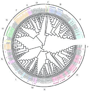 Phylogenetic Tree Of The F Box Proteins In Poplar The Phylogenetic