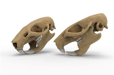 Rat Skull 3d Model Cgtrader