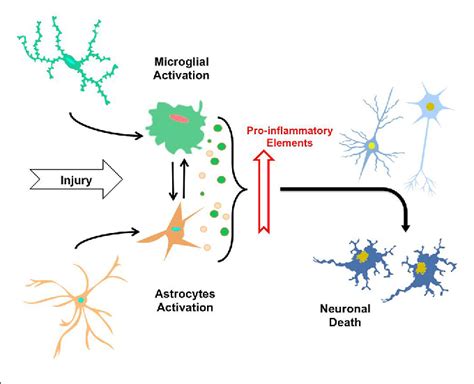 Figure 1 From Neuroinflammation In The Pathogenesis Of Alzheimers