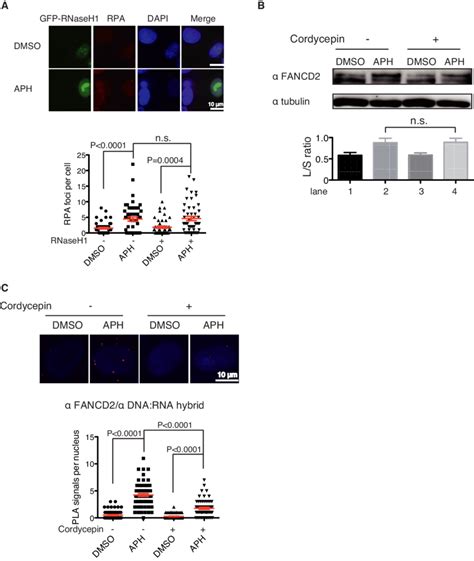 Replication Stress Induced Rpa Foci And Fancd Monoubiqitination Were